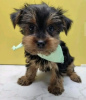 Photo №2 de l'annonce № 105230 de la vente yorkshire terrier - acheter à USA annonce privée, éleveur