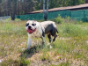 Photo №2 de l'annonce № 9961 de la vente chien bâtard - acheter à Pologne de la fourrière, éleveur