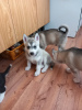 Photo №1. husky de sibérie - à vendre en ville de Эребру | Gratuit | Annonce №89567