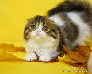 Photo №1. scottish fold - à vendre en ville de Minsk | 94€ | Annonce № 1878