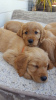 Photo №4. Je vais vendre golden retriever en ville de Los Angeles. annonce privée - prix - 284€