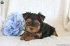 Photo №3. Chiots yorkshire terrier. Allemagne