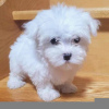 Photo №1. bichon maltais - à vendre en ville de Франкфурт-на-Майне | 210€ | Annonce №115798