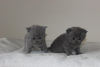 Photo №1. british shorthair - à vendre en ville de Штутгарт | négocié | Annonce № 100291