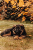 Photo №3. Beaux chiots GSD d'Europe à vendre. Pologne