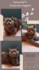 Photo №1. british shorthair - à vendre en ville de Varsovie | 440€ | Annonce № 13663