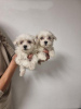 Photo №1. bichon maltais - à vendre en ville de Афины | négocié | Annonce №40427