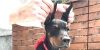 Photo №1. dobermann - à vendre en ville de Belgrade | négocié | Annonce №87971