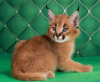 Photo №1. caracal - à vendre en ville de Helsinki | négocié | Annonce № 117921