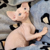 Photo №3. Chatons Sphynx. Allemagne