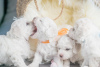 Photos supplémentaires: Chiots Bichon Frison