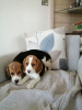 Photo №3. Chiots Beagle avec Pedigree disponibles maintenant. Allemagne