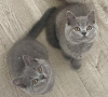 Photo №2 de l'annonce № 119436 de la vente british shorthair - acheter à Allemagne annonce privée, de la fourrière, de l'abri, éleveur