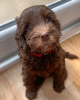 Photo №4. Je vais vendre labradoodle en ville de Stockport. éleveur - prix - 1900€