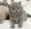 Photo №2 de l'annonce № 102880 de la vente british shorthair - acheter à USA annonce privée