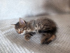 Photo №3. Chaton Spratik, 1,5 mois, cherche de toute urgence un foyer. Biélorussie