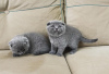 Photo №3. Chatons Scottish Fold Extra Ordinaires. Allemagne