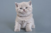 Photo №1. british shorthair - à vendre en ville de Пршибрам | 6625€ | Annonce № 120617