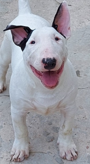 Photo №1. bull terrier - à vendre en ville de Москва | 1€ | Annonce №5848