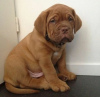 Photo №2 de l'annonce № 120642 de la vente dogue de bordeaux - acheter à France annonce privée