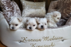 Photo №1. bichon maltais - à vendre en ville de Simpsonville | 284€ | Annonce №107198