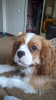 Photo №4. Je vais vendre cavalier king charles spaniel en ville de Стамбул. annonce privée - prix - 1000€