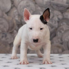 Photo №1. bull terrier - à vendre en ville de Villingen-Schwenningen | 389€ | Annonce №83108