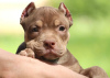 Photo №1. american bully - à vendre en ville de Varsovie | 1123€ | Annonce №116994