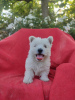 Photo №2 de l'annonce № 62249 de la vente west highland white terrier - acheter à Pologne éleveur