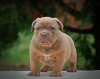 Photo №4. Je vais vendre american bully en ville de Москва. de la fourrière - prix - 986€