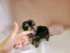 Photo №1. yorkshire terrier - à vendre en ville de Berne | 450€ | Annonce №111999