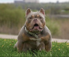 Photos supplémentaires: American Bully Kennel propose des chiots à la réservation