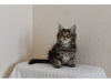 Photo №1. maine coon - à vendre en ville de Firnanah | négocié | Annonce № 10008