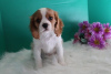 Photo №1. cavalier king charles spaniel - à vendre en ville de Дублин | Gratuit | Annonce №124158