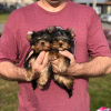 Photo №1. yorkshire terrier - à vendre en ville de Munich | 208€ | Annonce №42919