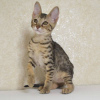 Photo №3. chatons de la savane disponibles à l'adoption. USA
