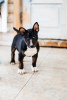 Photos supplémentaires: Chiots bull terrier miniatures