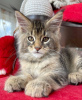 Photo №2 de l'annonce № 116188 de la vente maine coon - acheter à Suisse annonce privée