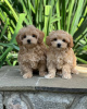 Photo №3. maltipoo. Allemagne