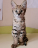 Photo №3. F1 TICA registrierte Savannah Kätzchen zu verkaufen. Allemagne