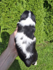 Photos supplémentaires: Chiots Cavalier King Charles Spaniel.