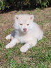 Photo №3. Chiots husky sibériens couleur isabella rare. Biélorussie
