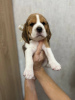 Photo №1. beagle - à vendre en ville de Tachkent | 473€ | Annonce №114927