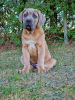 Photo №1. cane corso - à vendre en ville de Michów | 1000€ | Annonce №106782