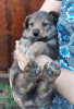 Photo №2 de l'annonce № 71548 de la vente chien bâtard - acheter à Fédération de Russie annonce privée