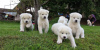 Photo №1. akita (chien) - à vendre en ville de Gatlinburg | négocié | Annonce №63664