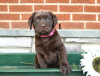 Photo №3. Chiots Labrador Retriever. Chypre