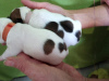 Photo №4. Je vais vendre jack russell terrier en ville de Новодмитриевская. annonce privée - prix - 123€