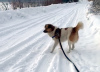 Photo №2 de l'annonce № 91089 de la vente chien bâtard - acheter à Fédération de Russie annonce privée