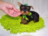 Photo №1. yorkshire terrier - à vendre en ville de Веймар | 350€ | Annonce №119002